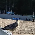 Lägenhet Ale Laba *