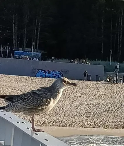 Ale Laba Apartment Kolberg